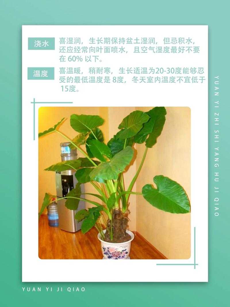 滴水观音水培转土培，滴水观音水培转土培需要剪根吗？-第3张图片-优品飞百科