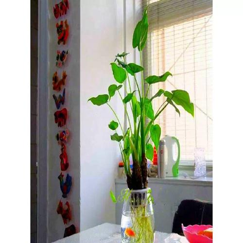 滴水观音水培转土培，滴水观音水培转土培需要剪根吗？-第4张图片-优品飞百科