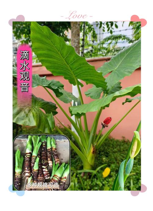 滴水观音水培转土培，滴水观音水培转土培需要剪根吗？-第5张图片-优品飞百科