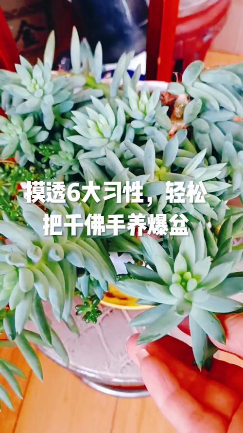 千佛手怎么养，玉珠莲千佛手怎么养？