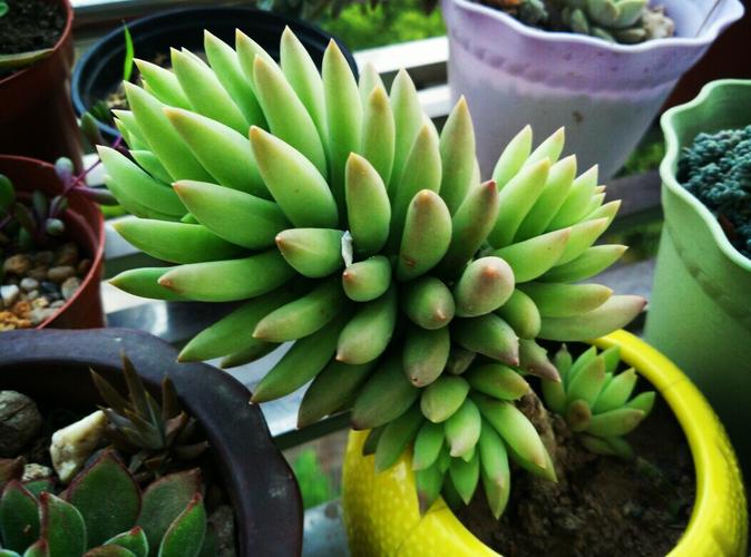 千佛手怎么养,玉珠莲千佛手怎么养?-第3张图片-优品飞百科 千佛手怎么养,玉珠莲千佛手怎么养?-第3张图片-优品飞百科