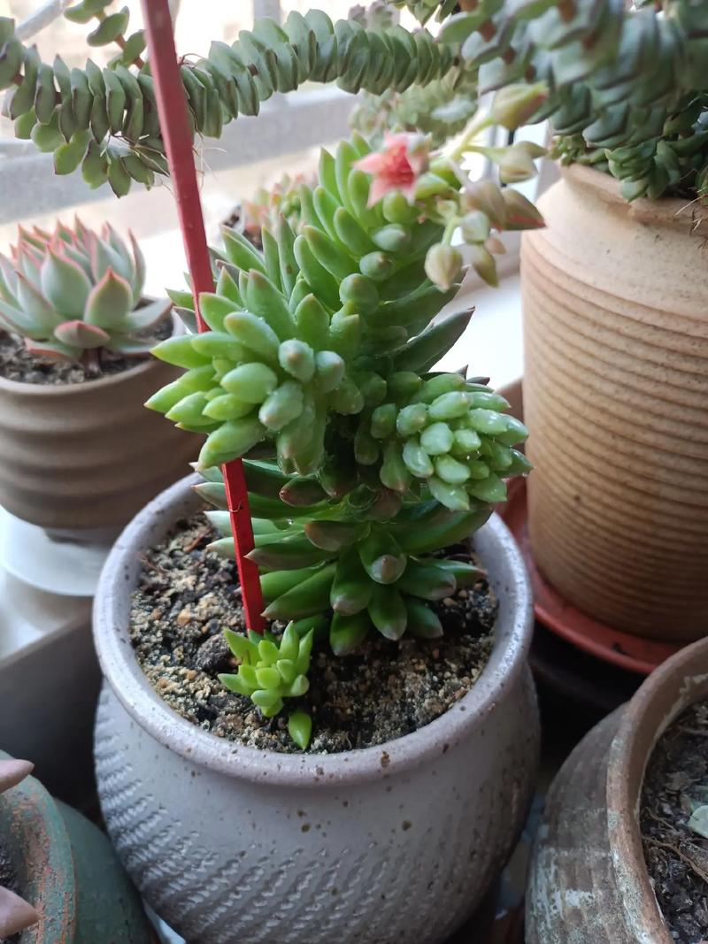 千佛手怎么养,玉珠莲千佛手怎么养?-第4张图片-优品飞百科 千佛手怎么养,玉珠莲千佛手怎么养?-第4张图片-优品飞百科