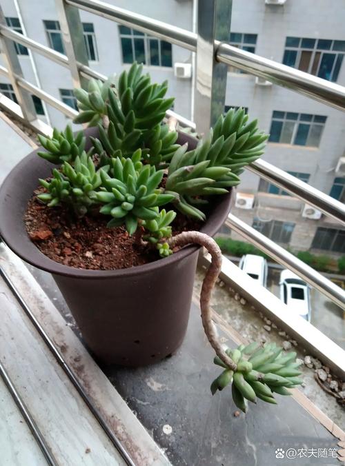 千佛手怎么养,玉珠莲千佛手怎么养?-第5张图片-优品飞百科 千佛手怎么养,玉珠莲千佛手怎么养?-第5张图片-优品飞百科