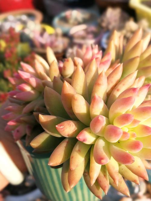 千佛手怎么养,玉珠莲千佛手怎么养?-第6张图片-优品飞百科 千佛手怎么养,玉珠莲千佛手怎么养?-第6张图片-优品飞百科