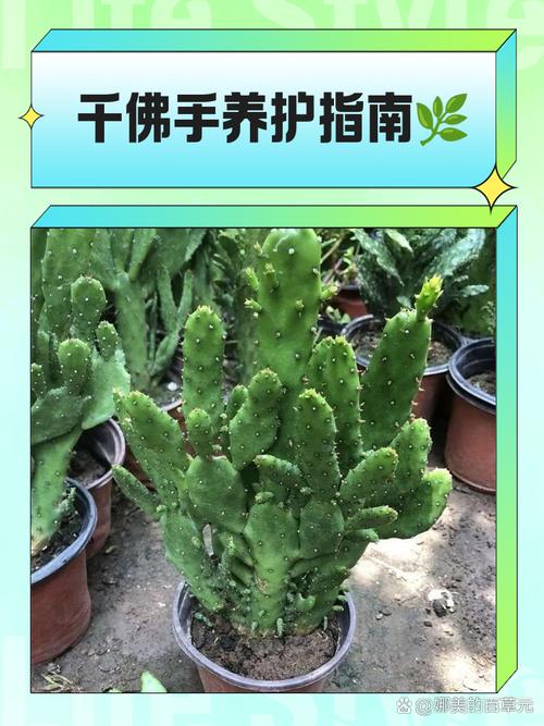 千佛手怎么养,玉珠莲千佛手怎么养?-第7张图片-优品飞百科 千佛手怎么养,玉珠莲千佛手怎么养?-第7张图片-优品飞百科