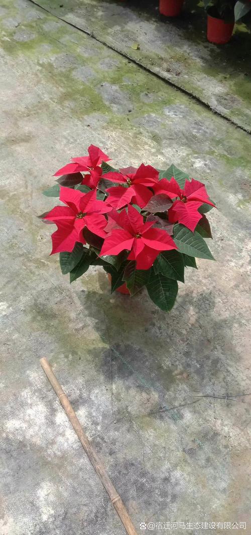 一品红什么时候种？一品红什么时候种植？-第2张图片-优品飞百科