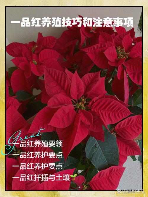 一品红什么时候种？一品红什么时候种植？-第3张图片-优品飞百科