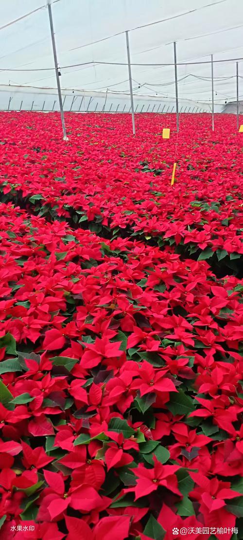 一品红什么时候种？一品红什么时候种植？-第4张图片-优品飞百科