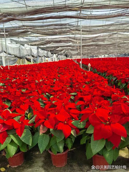 一品红什么时候种？一品红什么时候种植？-第5张图片-优品飞百科