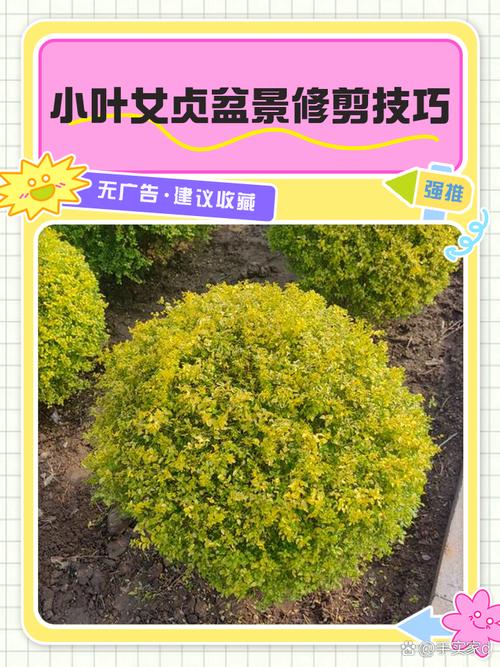 盆景小叶女贞怎么养殖？盆景小叶女贞怎么养殖视频？