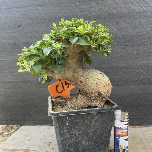 盆景小叶女贞怎么养殖？盆景小叶女贞怎么养殖视频？-第2张图片-优品飞百科