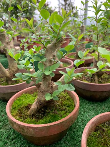 盆景小叶女贞怎么养殖？盆景小叶女贞怎么养殖视频？-第3张图片-优品飞百科