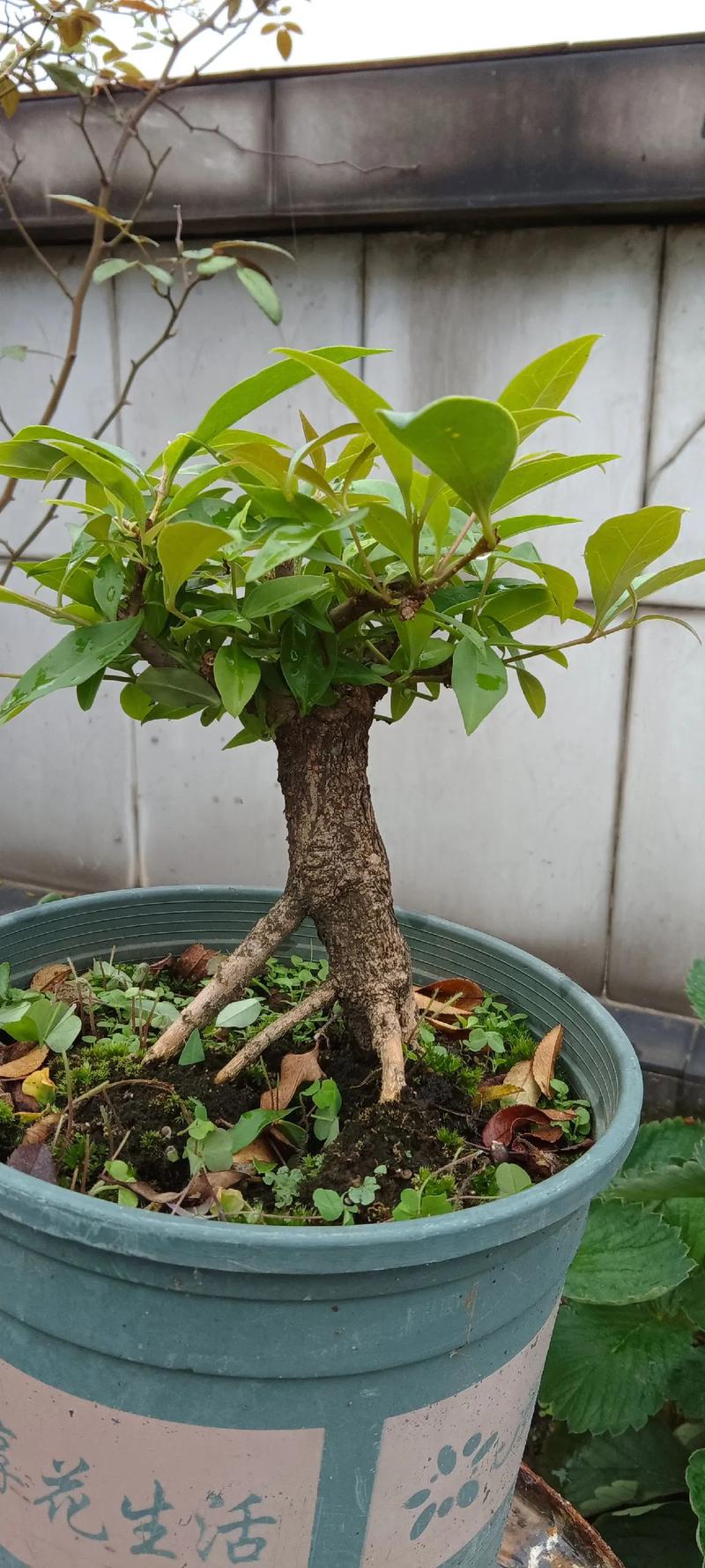 盆景小叶女贞怎么养殖？盆景小叶女贞怎么养殖视频？-第4张图片-优品飞百科