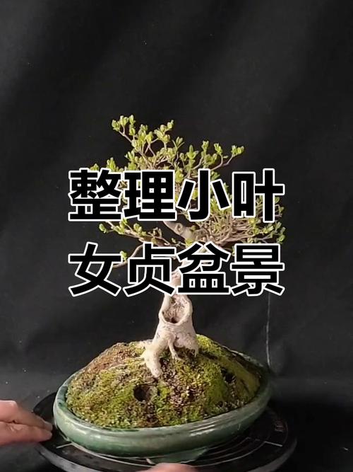 盆景小叶女贞怎么养殖？盆景小叶女贞怎么养殖视频？-第5张图片-优品飞百科