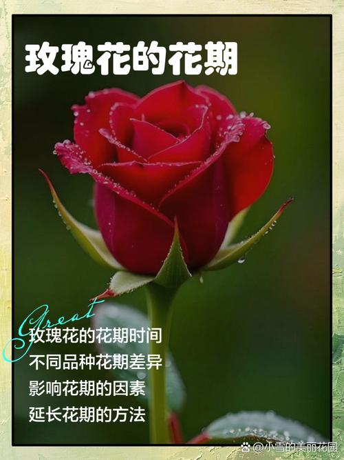 玫瑰几月份开花？玫瑰几月份开花,又像什么？