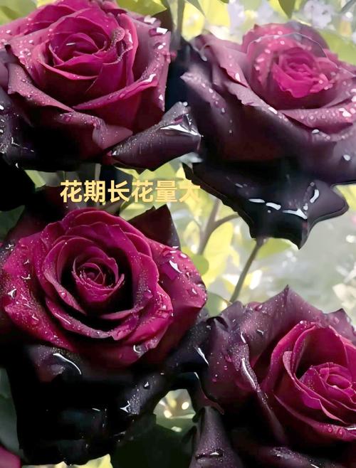 玫瑰几月份开花？玫瑰几月份开花,又像什么？-第2张图片-优品飞百科