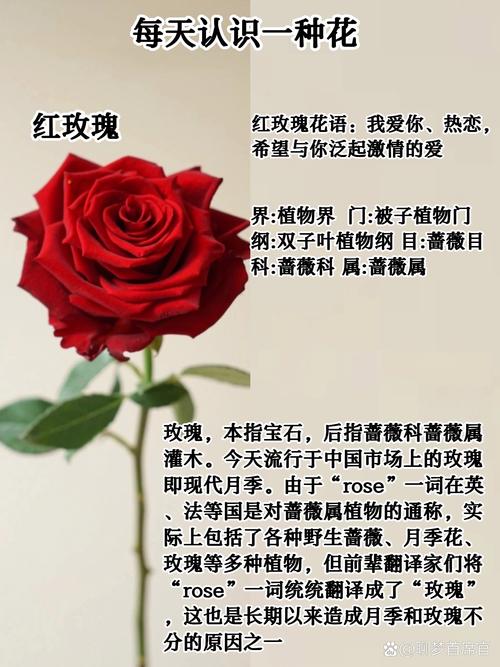 玫瑰几月份开花？玫瑰几月份开花,又像什么？-第3张图片-优品飞百科