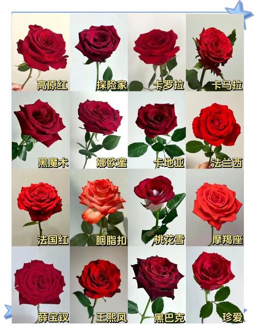 玫瑰几月份开花？玫瑰几月份开花,又像什么？-第4张图片-优品飞百科