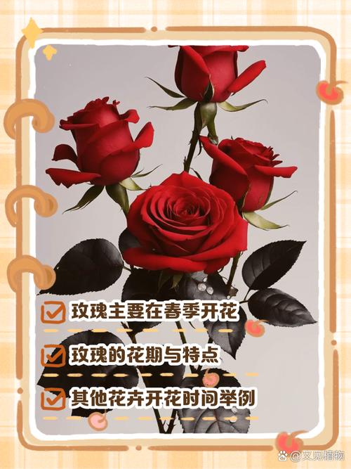 玫瑰几月份开花？玫瑰几月份开花,又像什么？-第5张图片-优品飞百科