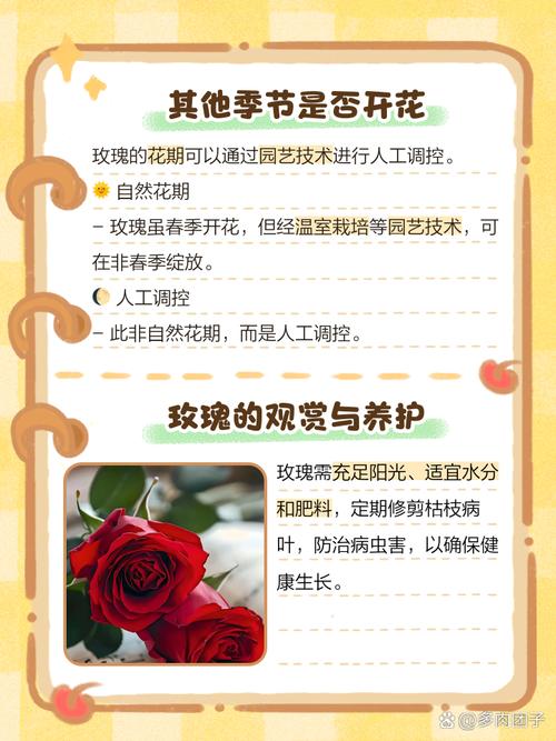 玫瑰几月份开花？玫瑰几月份开花,又像什么？-第6张图片-优品飞百科