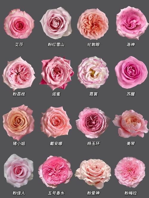 玫瑰几月份开花？玫瑰几月份开花,又像什么？-第7张图片-优品飞百科