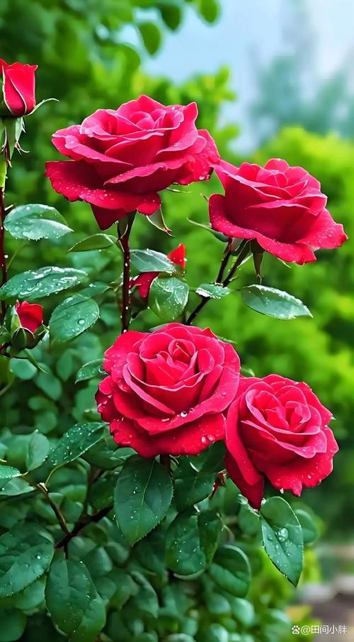 玫瑰几月份开花？玫瑰几月份开花,又像什么？-第8张图片-优品飞百科