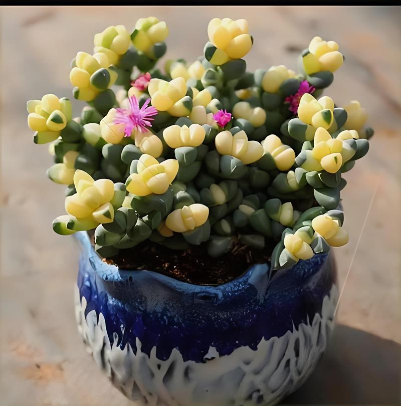 鹿角海棠冬天养殖的禁忌，鹿角海棠冬天怎么养