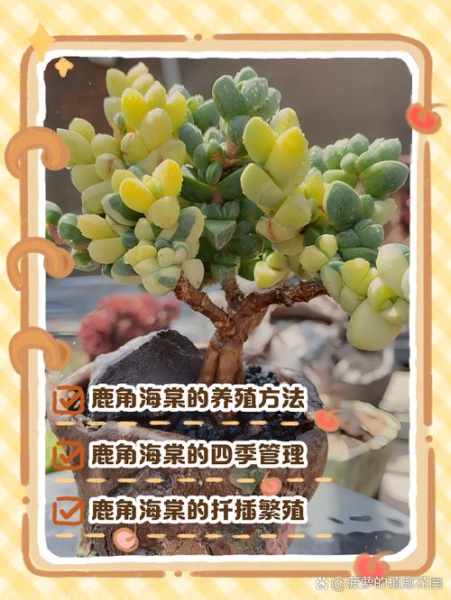 鹿角海棠冬天养殖的禁忌，鹿角海棠冬天怎么养-第2张图片-优品飞百科