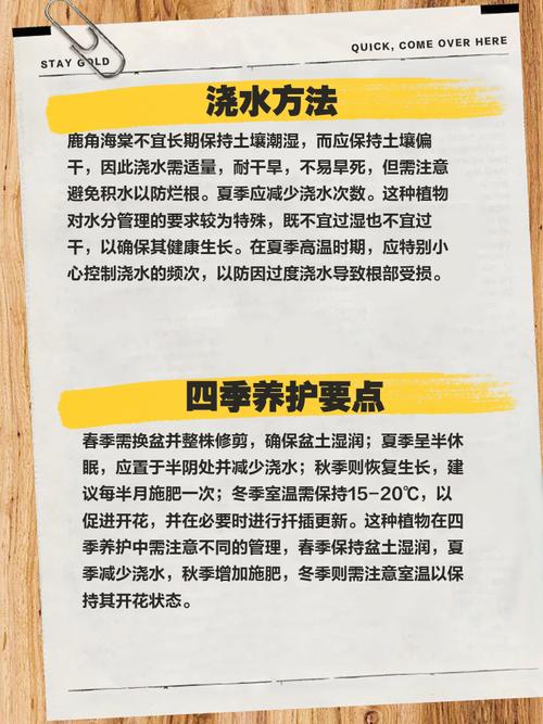 鹿角海棠冬天养殖的禁忌，鹿角海棠冬天怎么养-第3张图片-优品飞百科