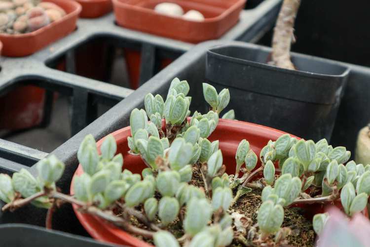 鹿角海棠冬天养殖的禁忌，鹿角海棠冬天怎么养-第4张图片-优品飞百科