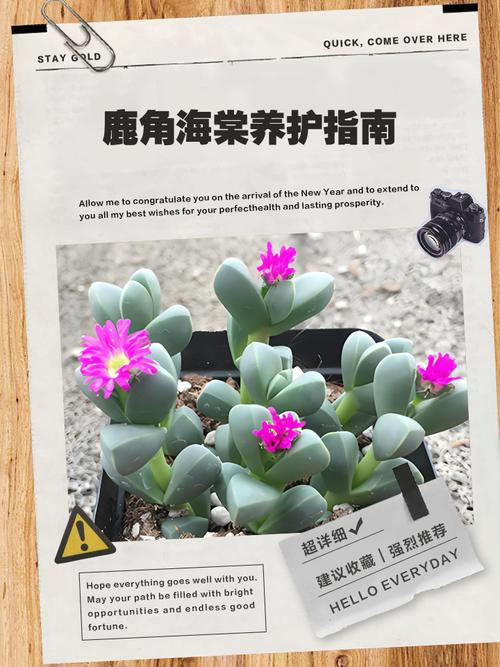 鹿角海棠冬天养殖的禁忌，鹿角海棠冬天怎么养-第5张图片-优品飞百科