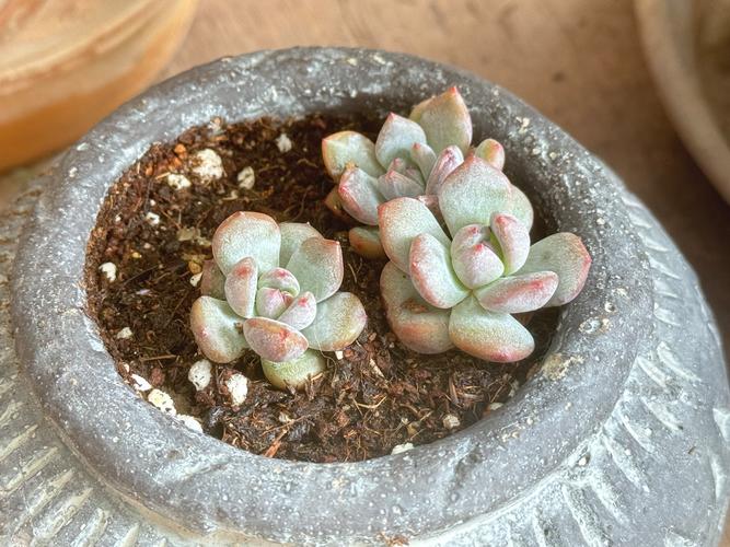 鹿角海棠冬天养殖的禁忌，鹿角海棠冬天怎么养-第6张图片-优品飞百科