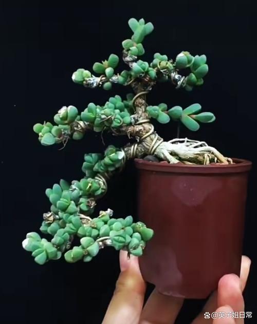 鹿角海棠冬天养殖的禁忌，鹿角海棠冬天怎么养-第7张图片-优品飞百科