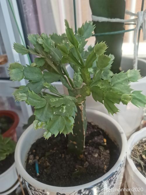 蟹爪兰“冬天”养，蟹爪兰冬天好养活吗-第3张图片-优品飞百科