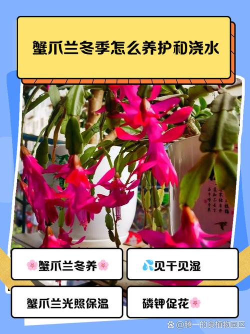 蟹爪兰“冬天”养，蟹爪兰冬天好养活吗-第4张图片-优品飞百科