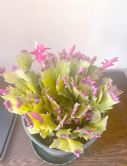 蟹爪兰“冬天”养，蟹爪兰冬天好养活吗-第5张图片-优品飞百科