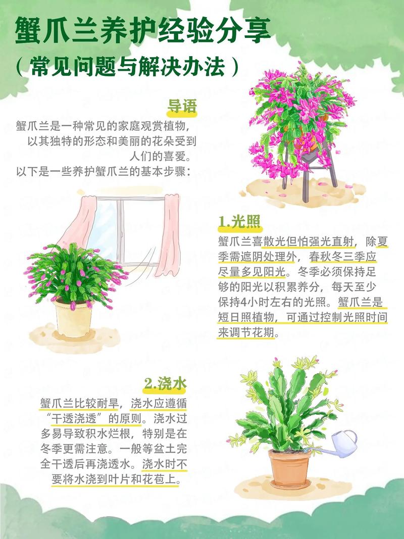 蟹爪兰“冬天”养，蟹爪兰冬天好养活吗-第6张图片-优品飞百科