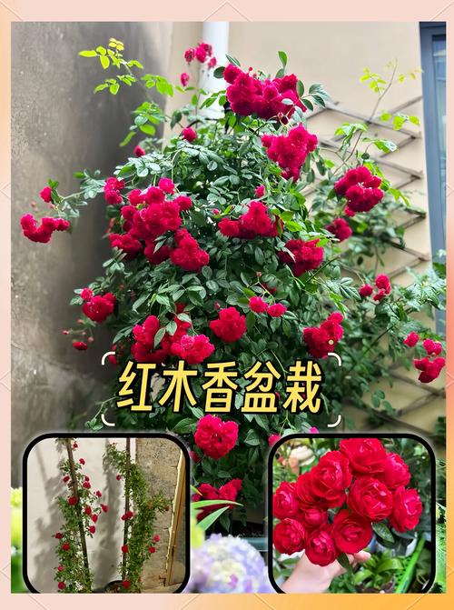 红木香蔷薇长多久开花，红木香和蔷薇花的怎么区别？