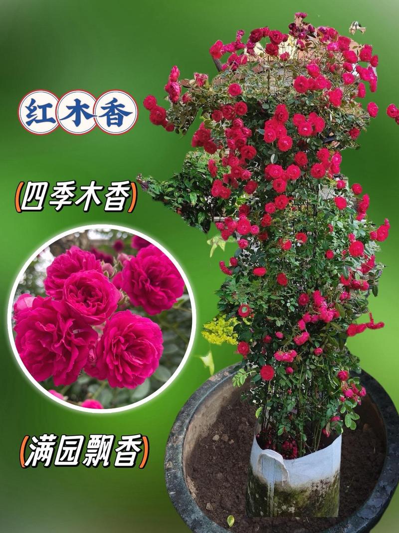 红木香蔷薇长多久开花,红木香和蔷薇花的怎么区别?-第2张图片-优品飞百科 红木香蔷薇长多久开花,红木香和蔷薇花的怎么区别?-第2张图片-优品飞百科
