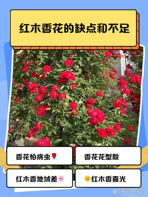 红木香蔷薇长多久开花,红木香和蔷薇花的怎么区别?-第3张图片-优品飞百科 红木香蔷薇长多久开花,红木香和蔷薇花的怎么区别?-第3张图片-优品飞百科