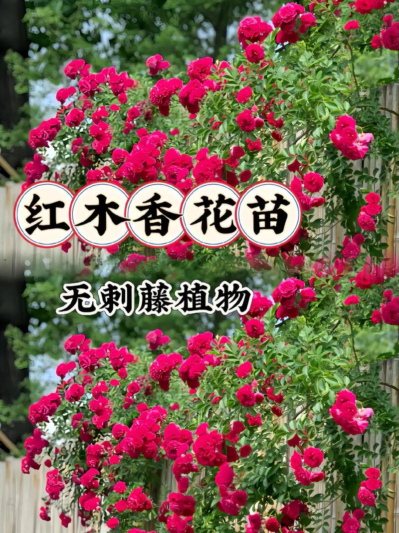 红木香蔷薇长多久开花,红木香和蔷薇花的怎么区别?-第4张图片-优品飞百科 红木香蔷薇长多久开花,红木香和蔷薇花的怎么区别?-第4张图片-优品飞百科