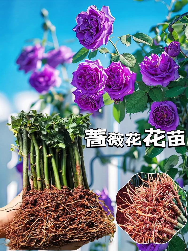 红木香蔷薇长多久开花,红木香和蔷薇花的怎么区别?-第5张图片-优品飞百科 红木香蔷薇长多久开花,红木香和蔷薇花的怎么区别?-第5张图片-优品飞百科