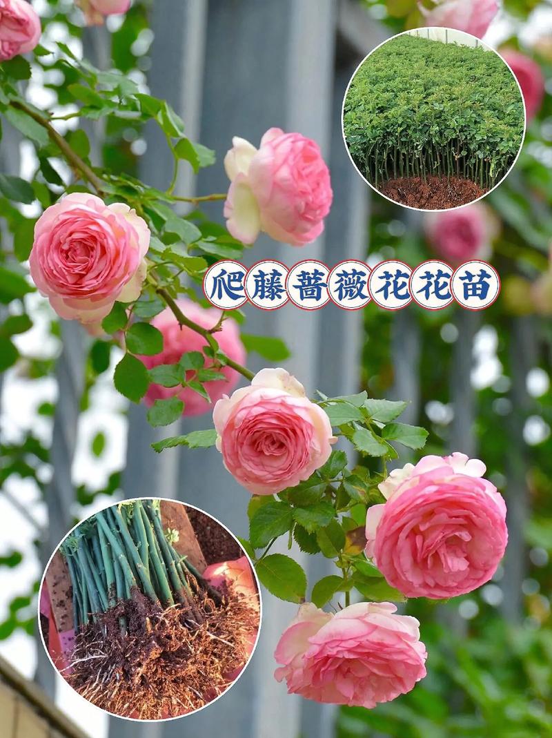 红木香蔷薇长多久开花,红木香和蔷薇花的怎么区别?-第6张图片-优品飞百科 红木香蔷薇长多久开花,红木香和蔷薇花的怎么区别?-第6张图片-优品飞百科