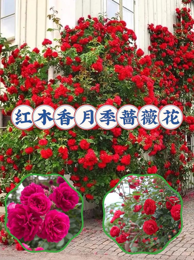 红木香蔷薇长多久开花,红木香和蔷薇花的怎么区别?-第7张图片-优品飞百科 红木香蔷薇长多久开花,红木香和蔷薇花的怎么区别?-第7张图片-优品飞百科