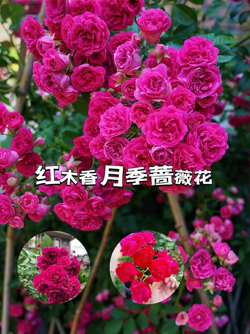 红木香蔷薇长多久开花,红木香和蔷薇花的怎么区别?-第8张图片-优品飞百科 红木香蔷薇长多久开花,红木香和蔷薇花的怎么区别?-第8张图片-优品飞百科