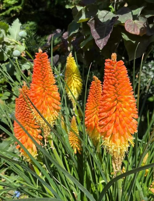 火炬花怎么养？火炬花怎么养殖方法？-第1张图片-优品飞百科