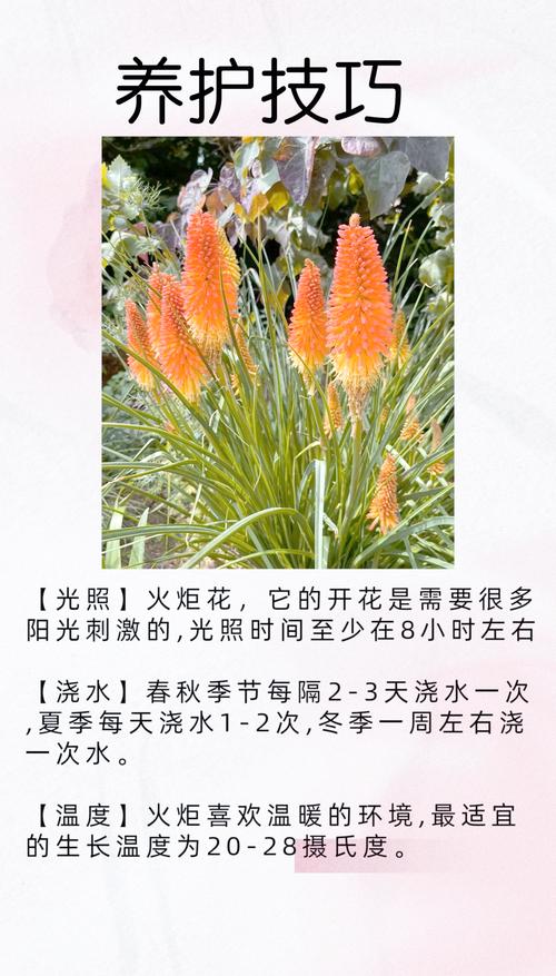火炬花怎么养？火炬花怎么养殖方法？-第2张图片-优品飞百科