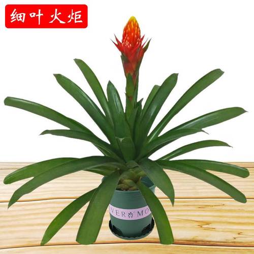 火炬花怎么养？火炬花怎么养殖方法？-第5张图片-优品飞百科