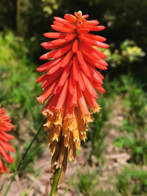 火炬花怎么养？火炬花怎么养殖方法？-第4张图片-优品飞百科