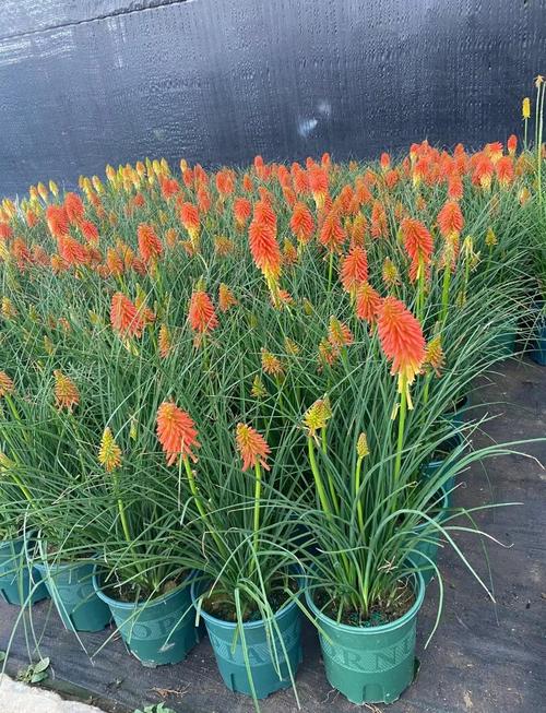 火炬花怎么养？火炬花怎么养殖方法？-第6张图片-优品飞百科